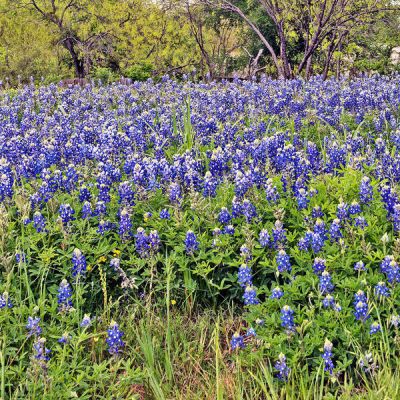 Carol Highsmith Texas Wildflowers: Bluebonnets