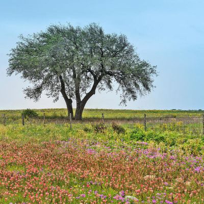 Carol Highsmith Texas Wildflowers: Atascosa County