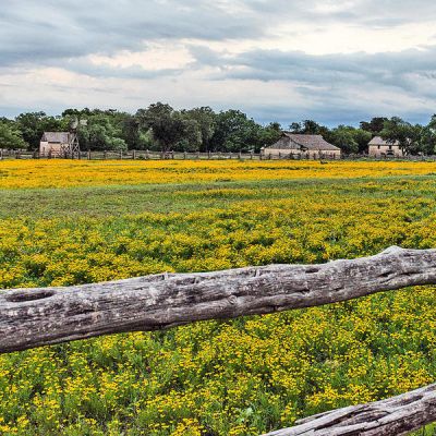 Carol Highsmith Texas Wildflowers: Field in Johnson City
