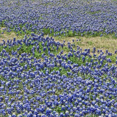 Carol Highsmith Texas Wildflower Detail: Bluebonnets