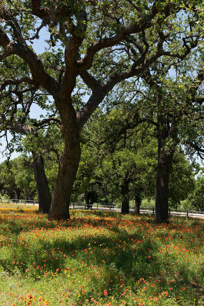 Carol Highsmith Shade trees and wildflowers on the LBJ Ranch, near Stonewall in the Texas Hill Country, 2014