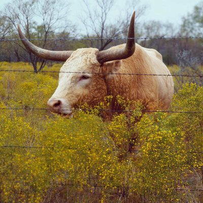 Carol Highsmith Longhorn in Abilene State Park, Texas, 1980
