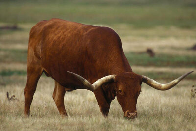 Dr. Thomas G. Barnes Texas Longhorn grazing,