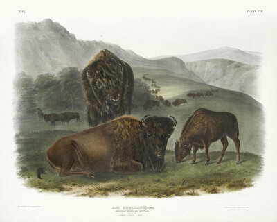 John James Audubon Bos Americanus, American Bison. 1. Female, 2. Young, 3. Male, 1845
