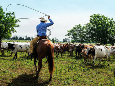 Carol Highsmith A Cowhand ropes longhorn calves and heifers at a working cattle ranch near Chappell Hill in Austin County, Texas, 2014